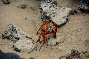 crab1.jpg