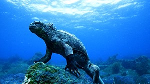 GalapagosIguana.jpg